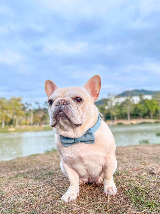 Dog Light Blue Collar - Frenchiely