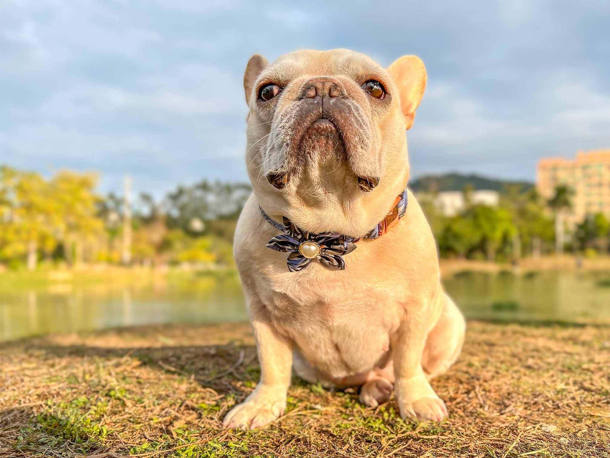 Dog Blue Flower Collar - Frenchiely