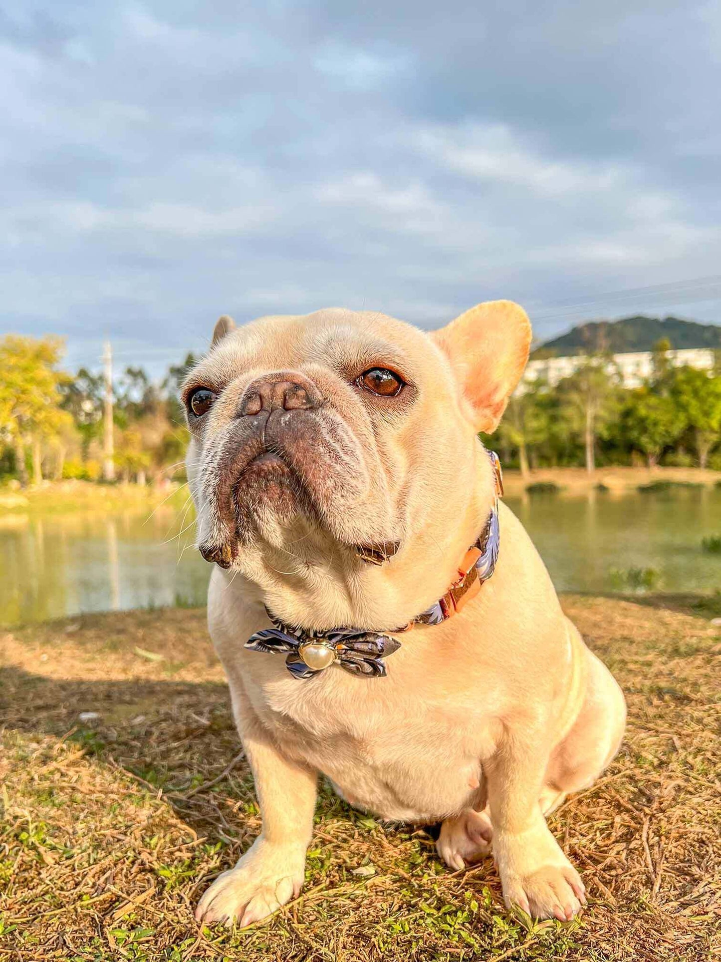 Dog Blue Flower Collar - Frenchiely