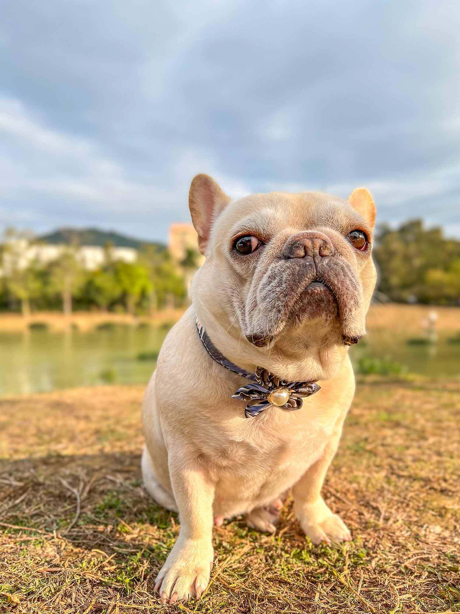 Dog Blue Flower Collar - Frenchiely