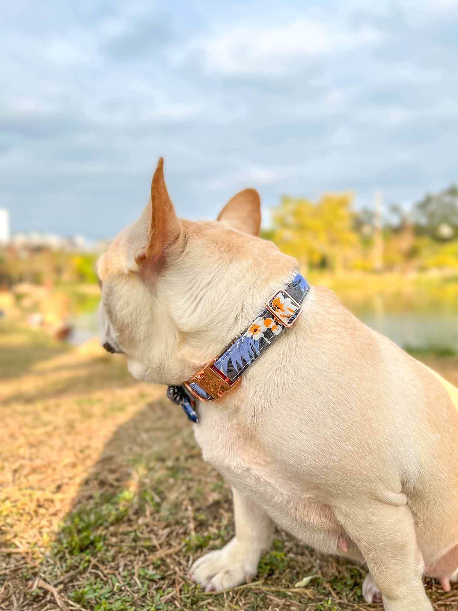 Dog Blue Flower Collar - Frenchiely