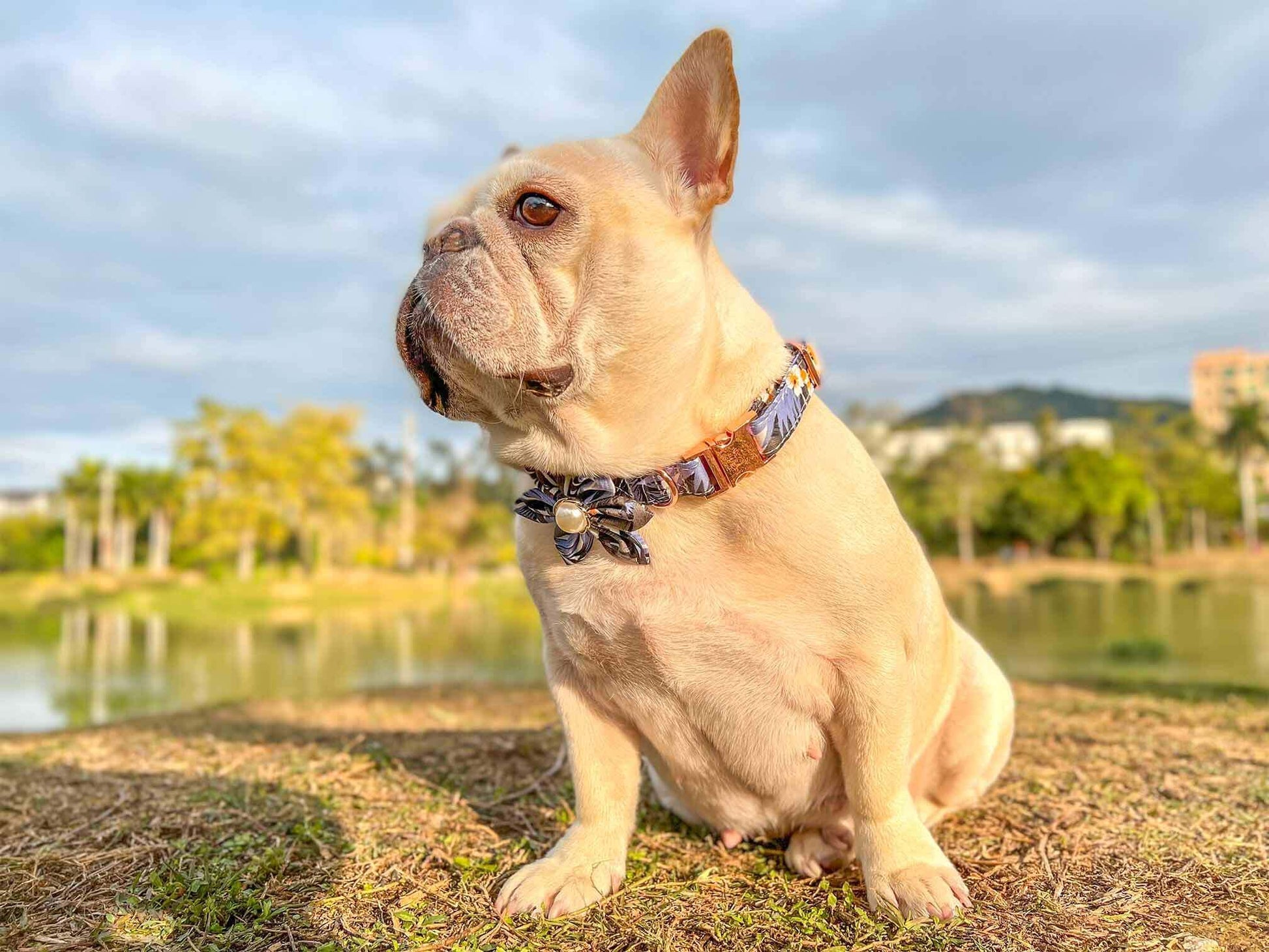 Dog Blue Flower Collar - Frenchiely