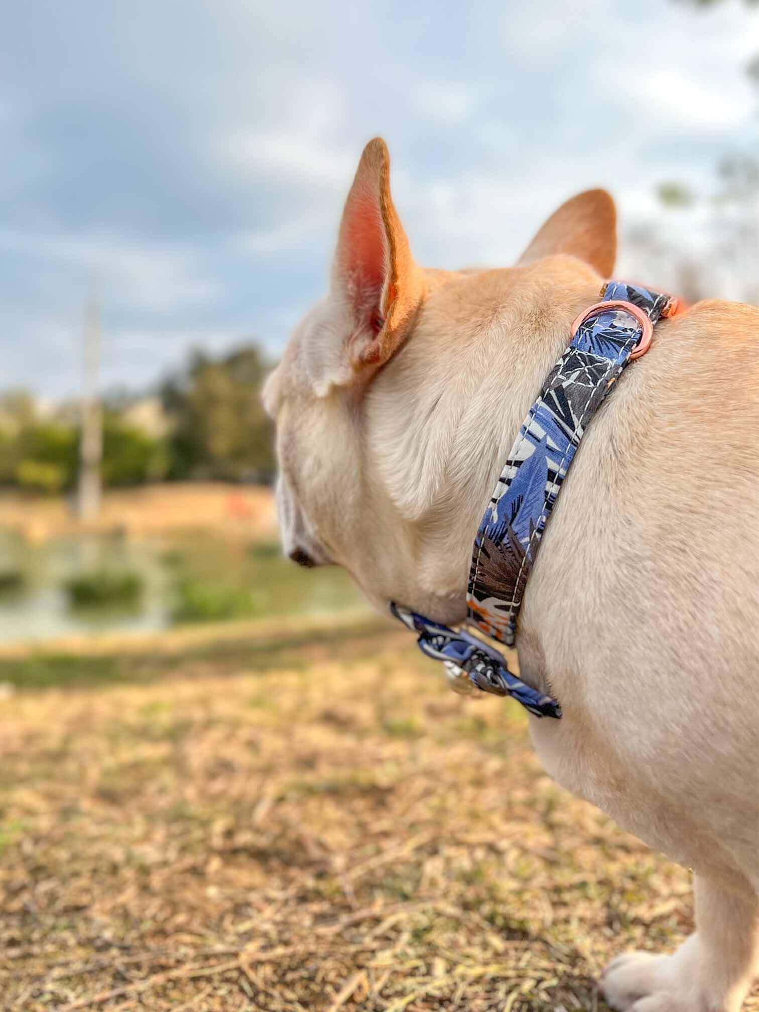 Dog Blue Flower Collar - Frenchiely