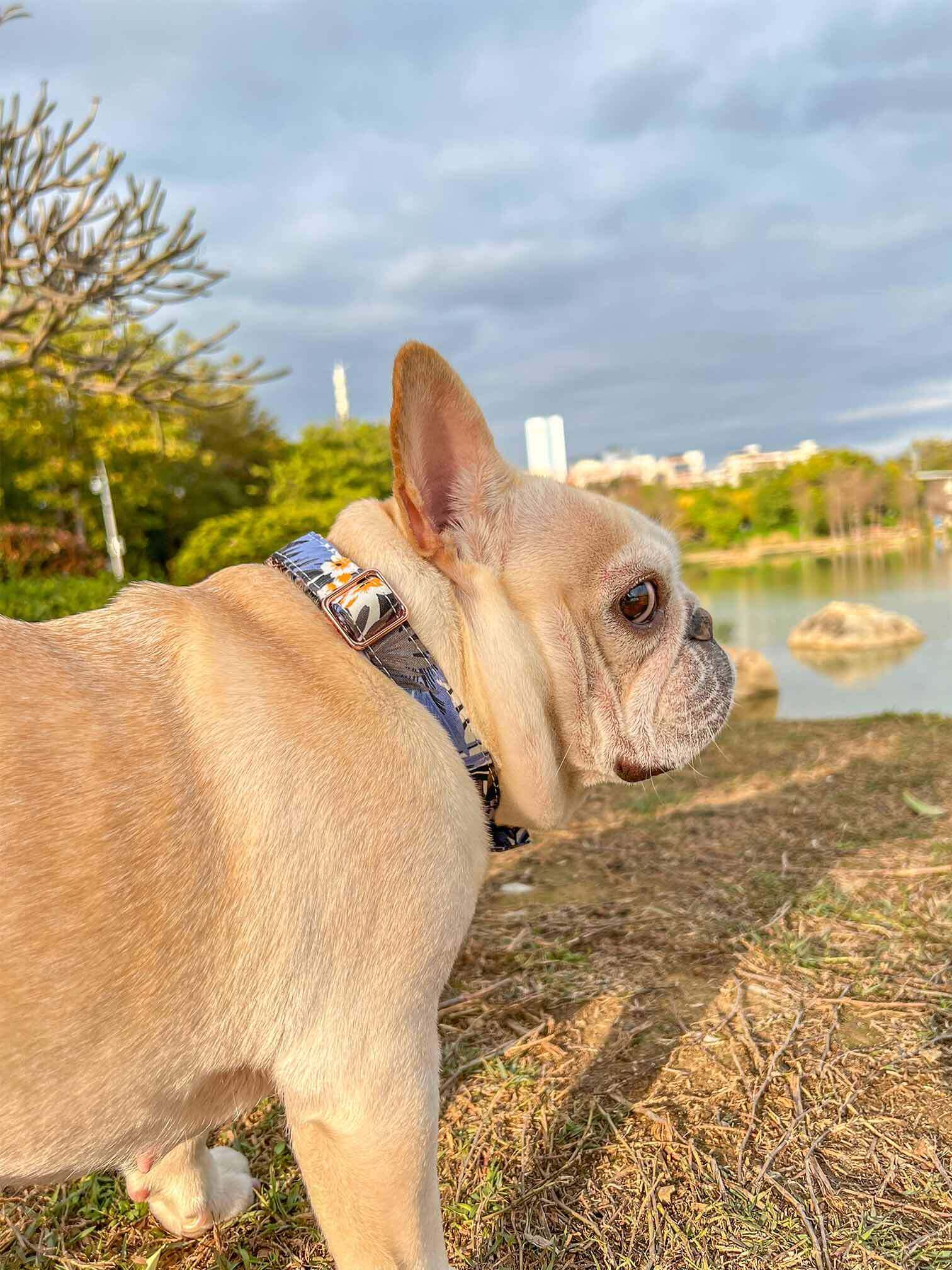 Dog Blue Flower Collar - Frenchiely
