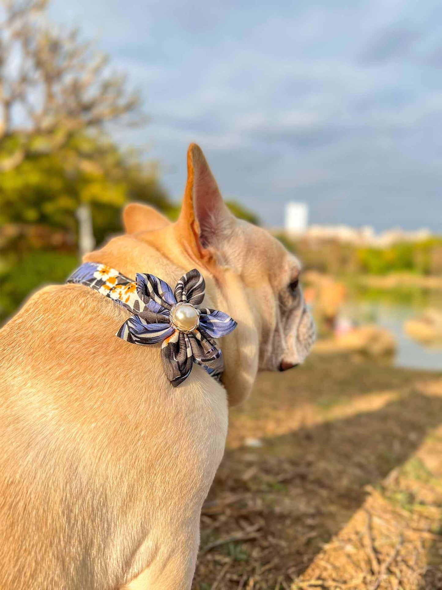 Dog Blue Flower Collar - Frenchiely