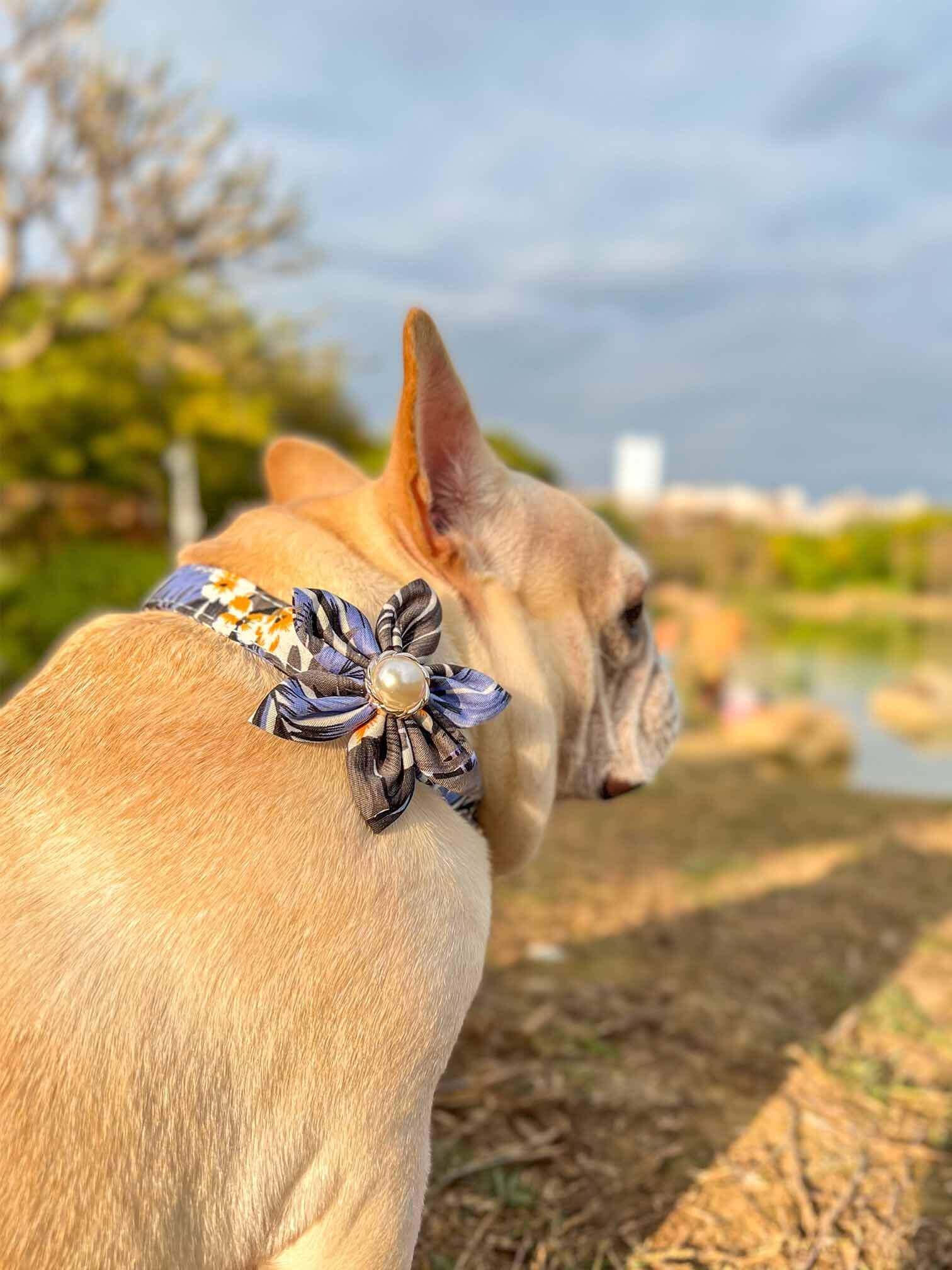 Dog Blue Flower Collar - Frenchiely