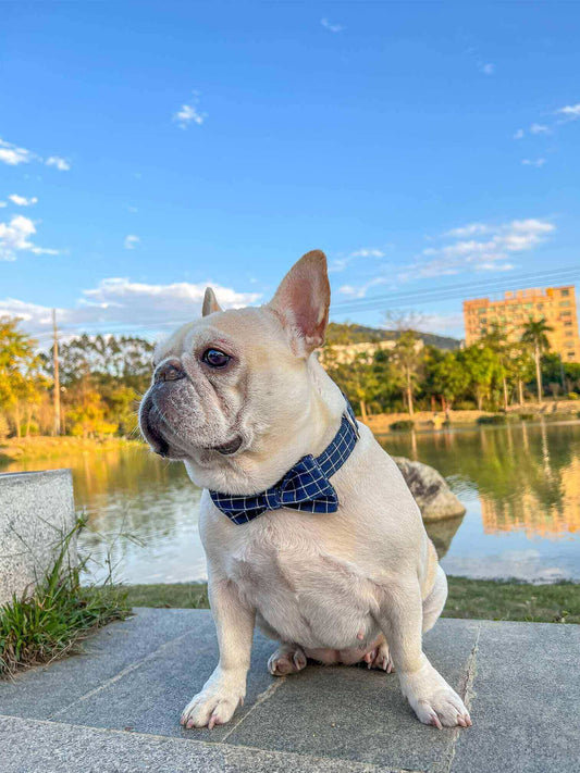 Navy Blue Dog Collar - Frenchiely