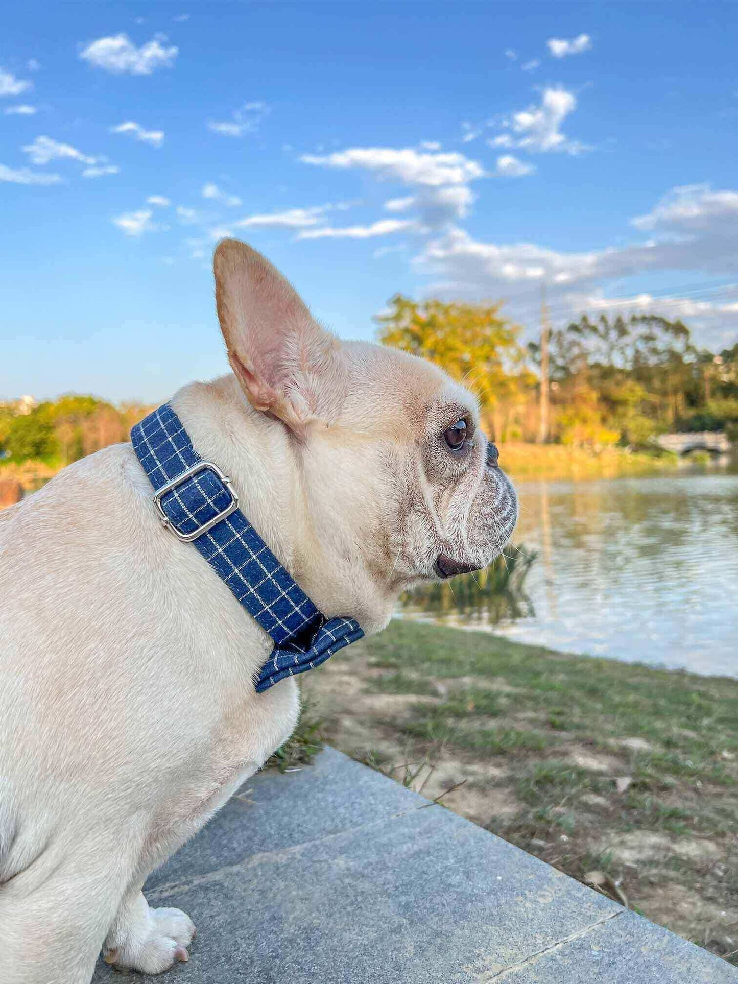 Navy Blue Dog Collar - Frenchiely