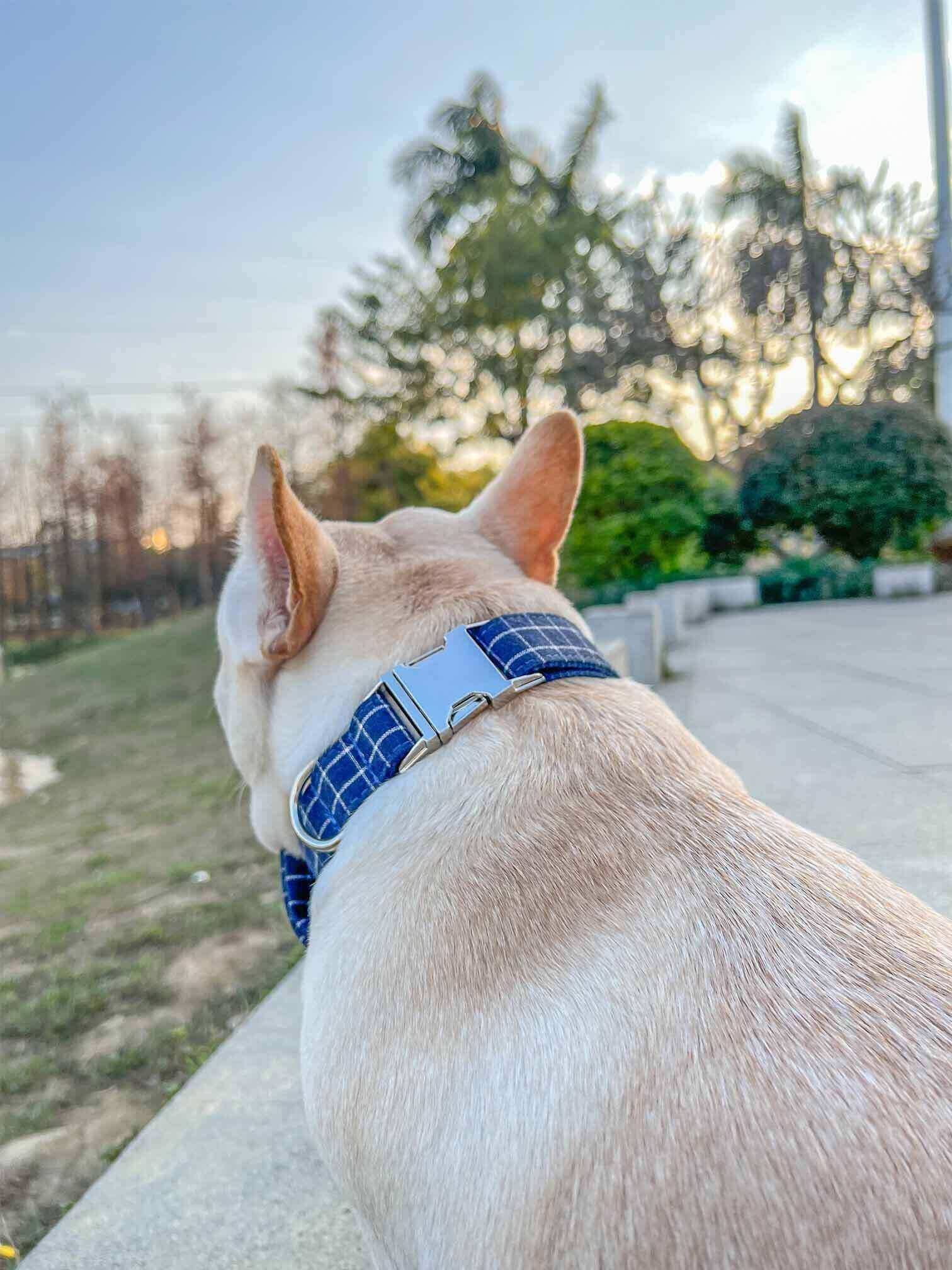 Navy Blue Dog Collar - Frenchiely