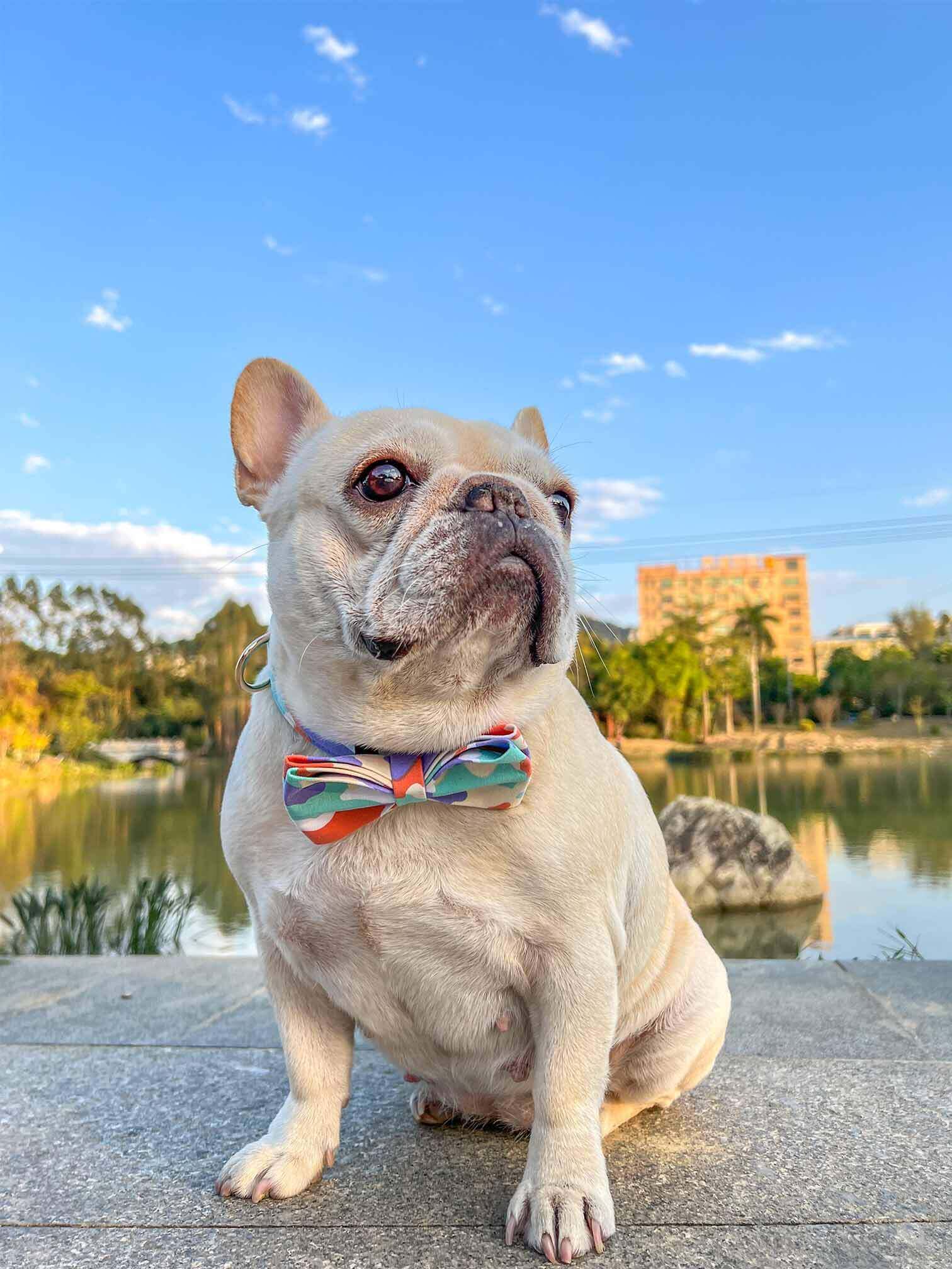 Dog Camouflage Collar - Frenchiely