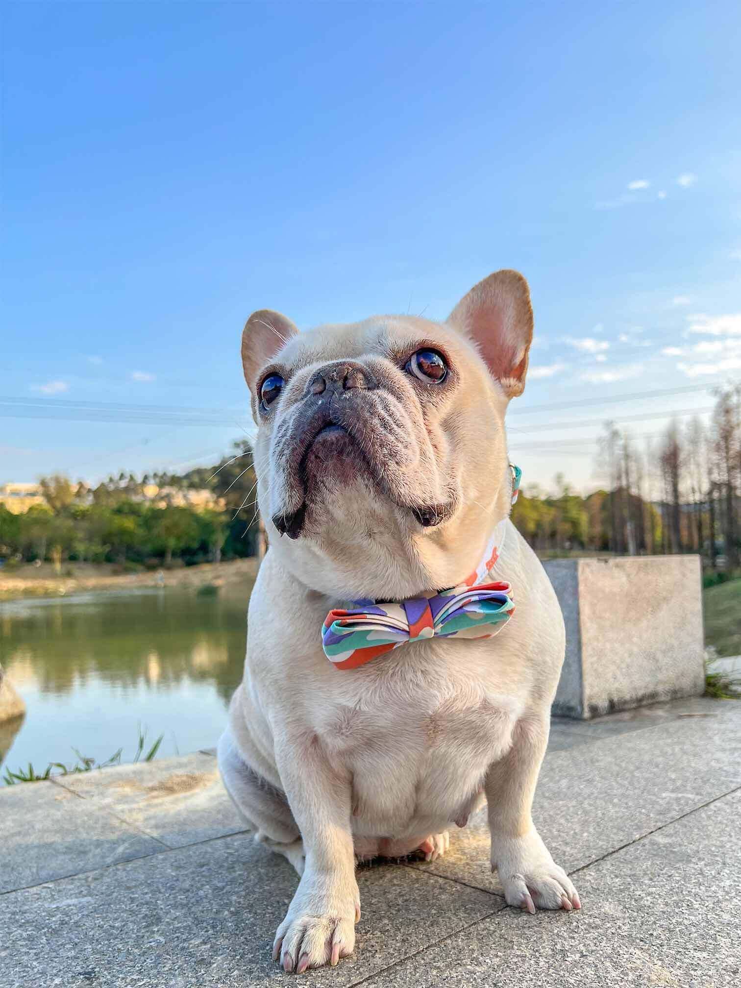 Dog Camouflage Collar - Frenchiely