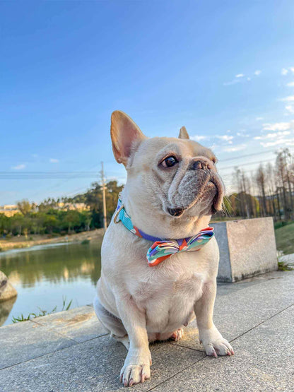 Dog Camouflage Collar - Frenchiely