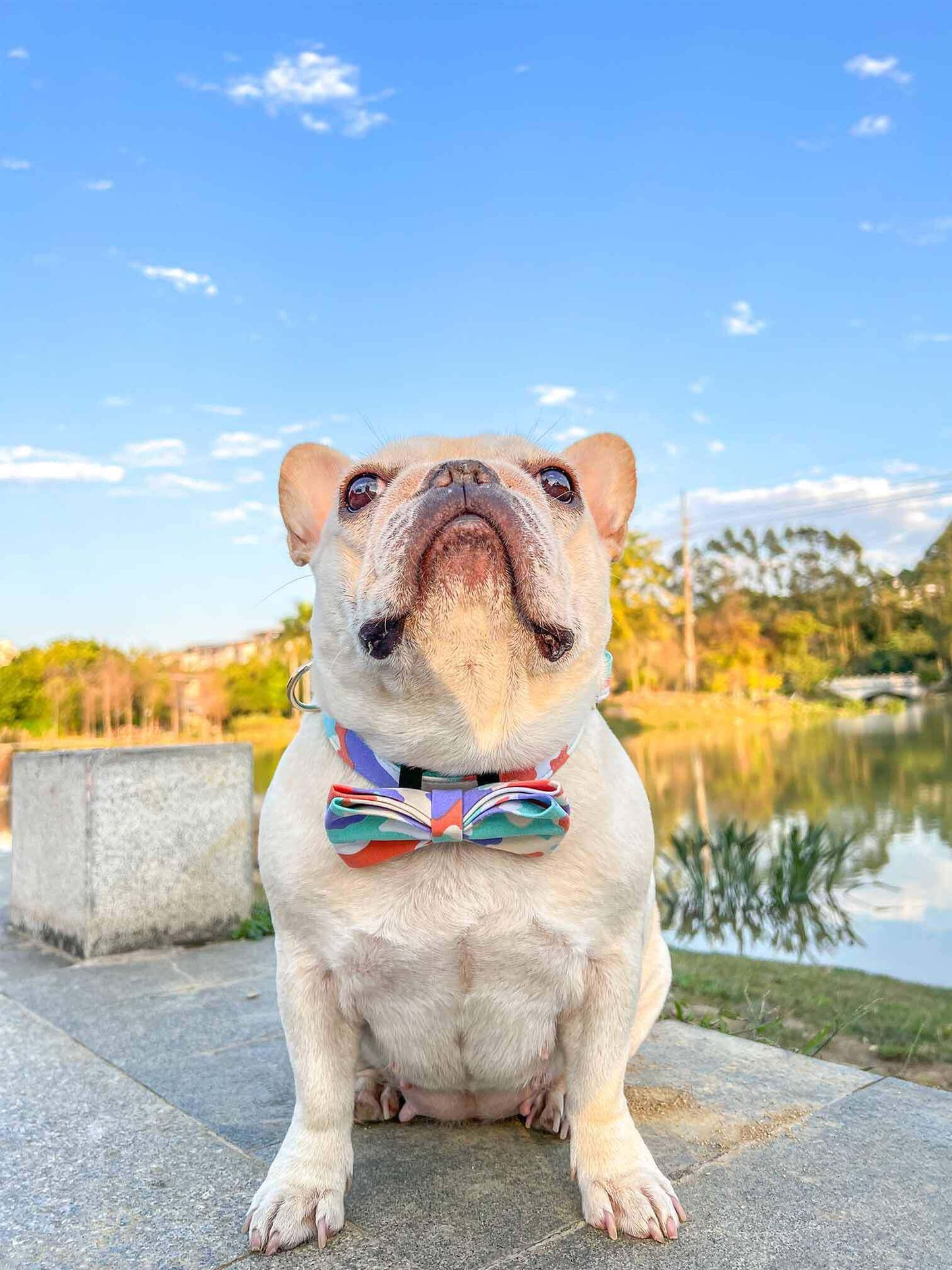 Dog Camouflage Collar - Frenchiely