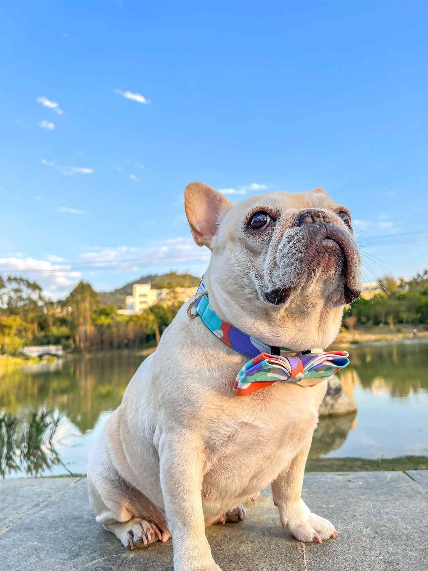 Dog Camouflage Collar - Frenchiely