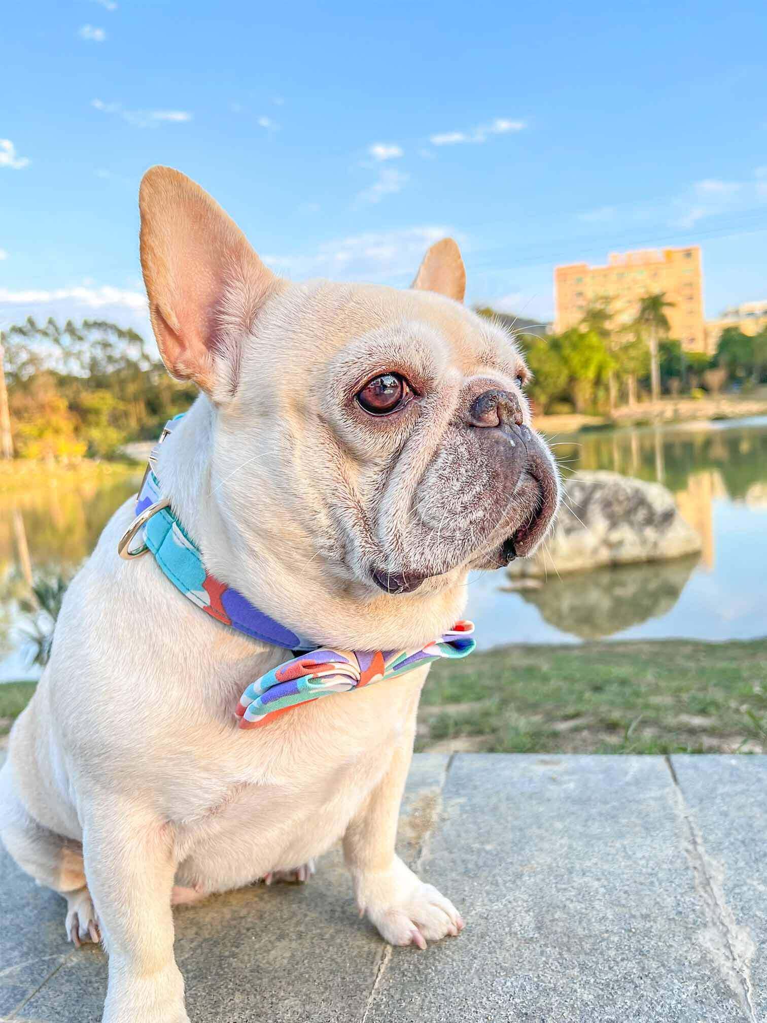 Dog Camouflage Collar - Frenchiely