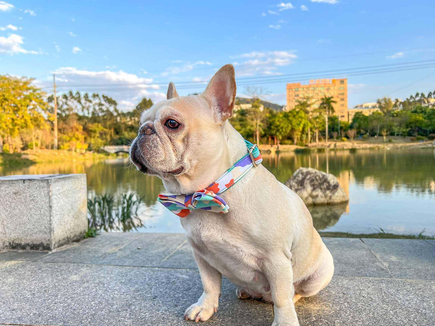 Dog Camouflage Collar - Frenchiely