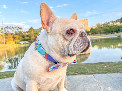 Dog Camouflage Collar - Frenchiely