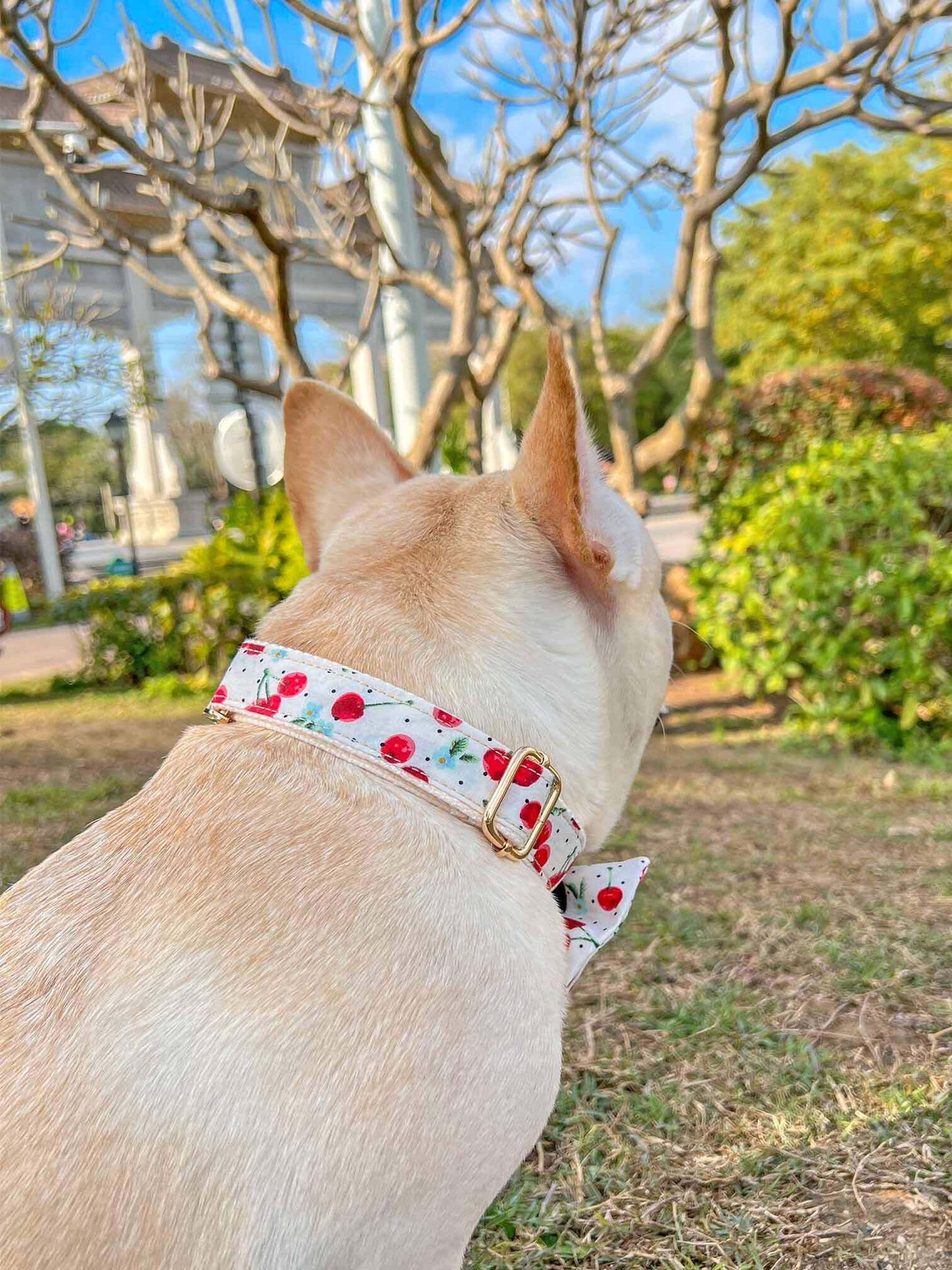 Dog Collar- Cherry - Frenchiely