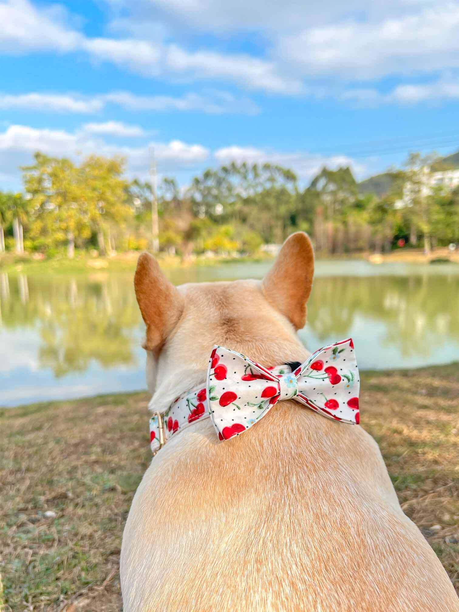 Dog Collar- Cherry - Frenchiely