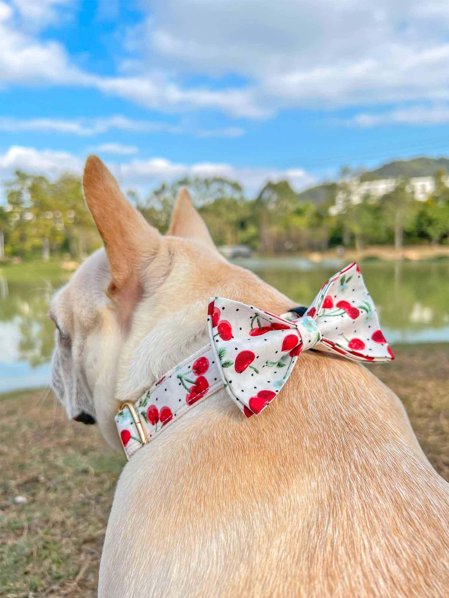 Dog Collar- Cherry - Frenchiely