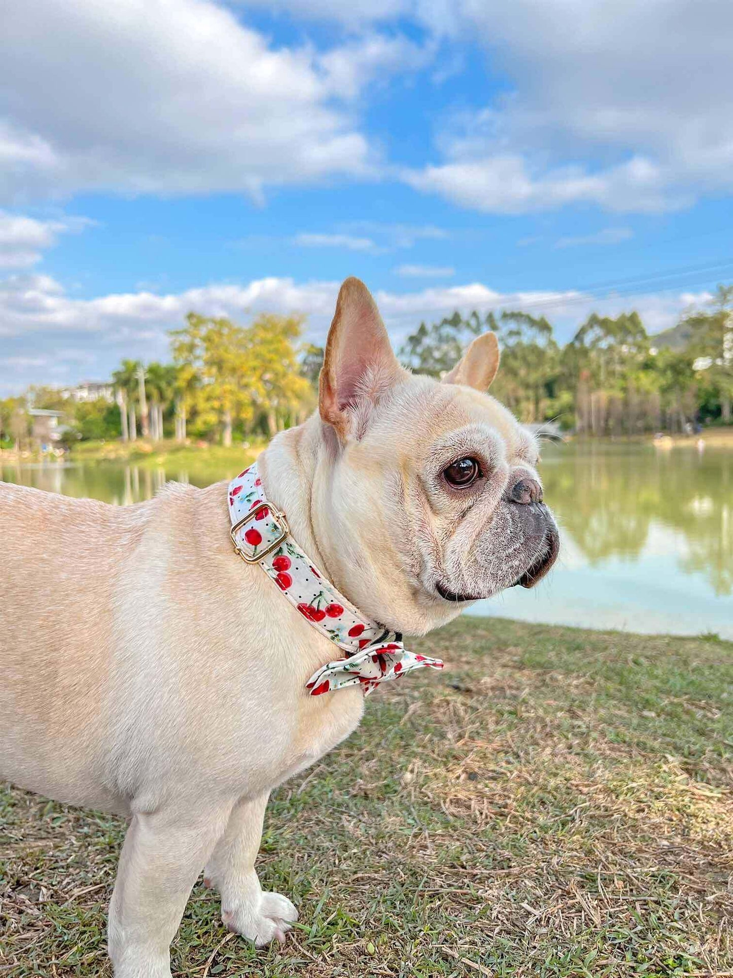 Dog Collar- Cherry - Frenchiely