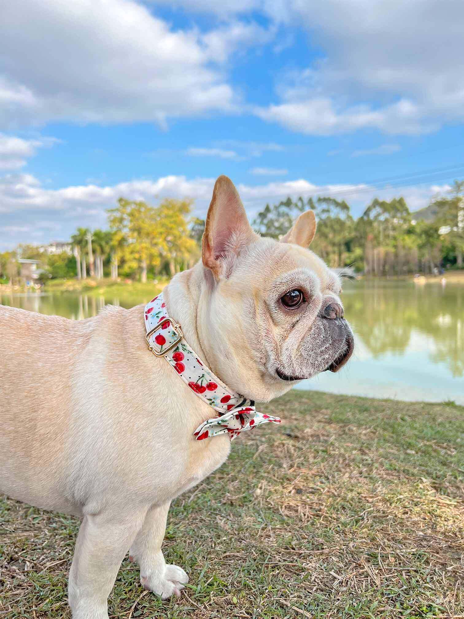 Dog Collar- Cherry - Frenchiely
