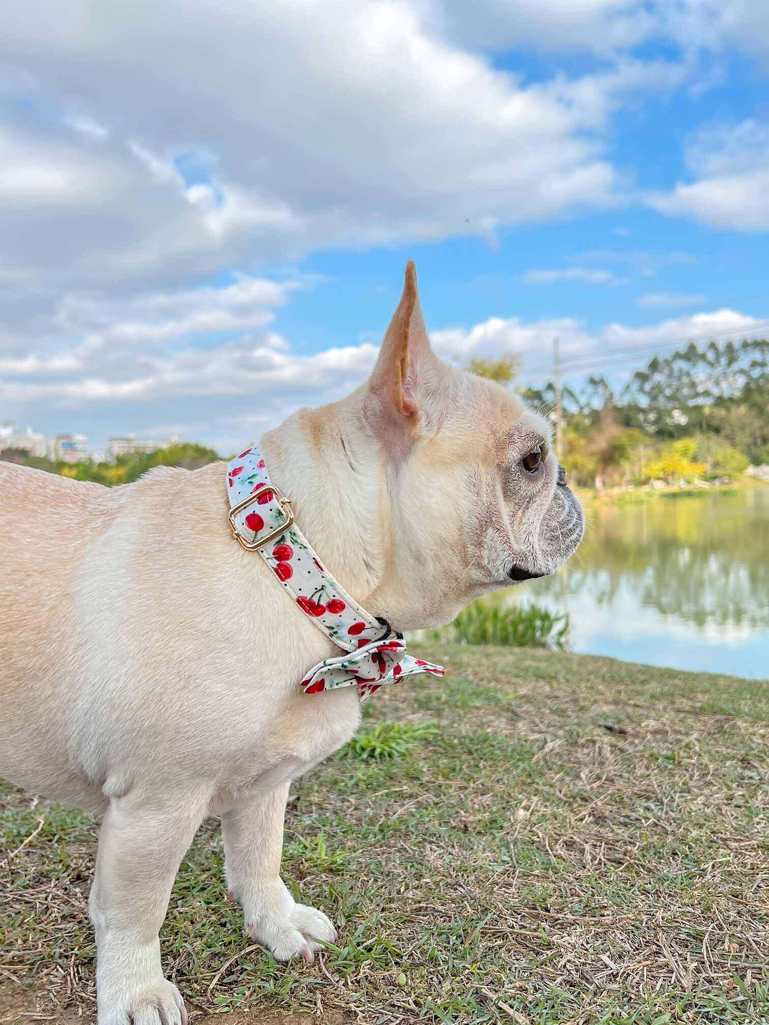 Dog Collar- Cherry - Frenchiely
