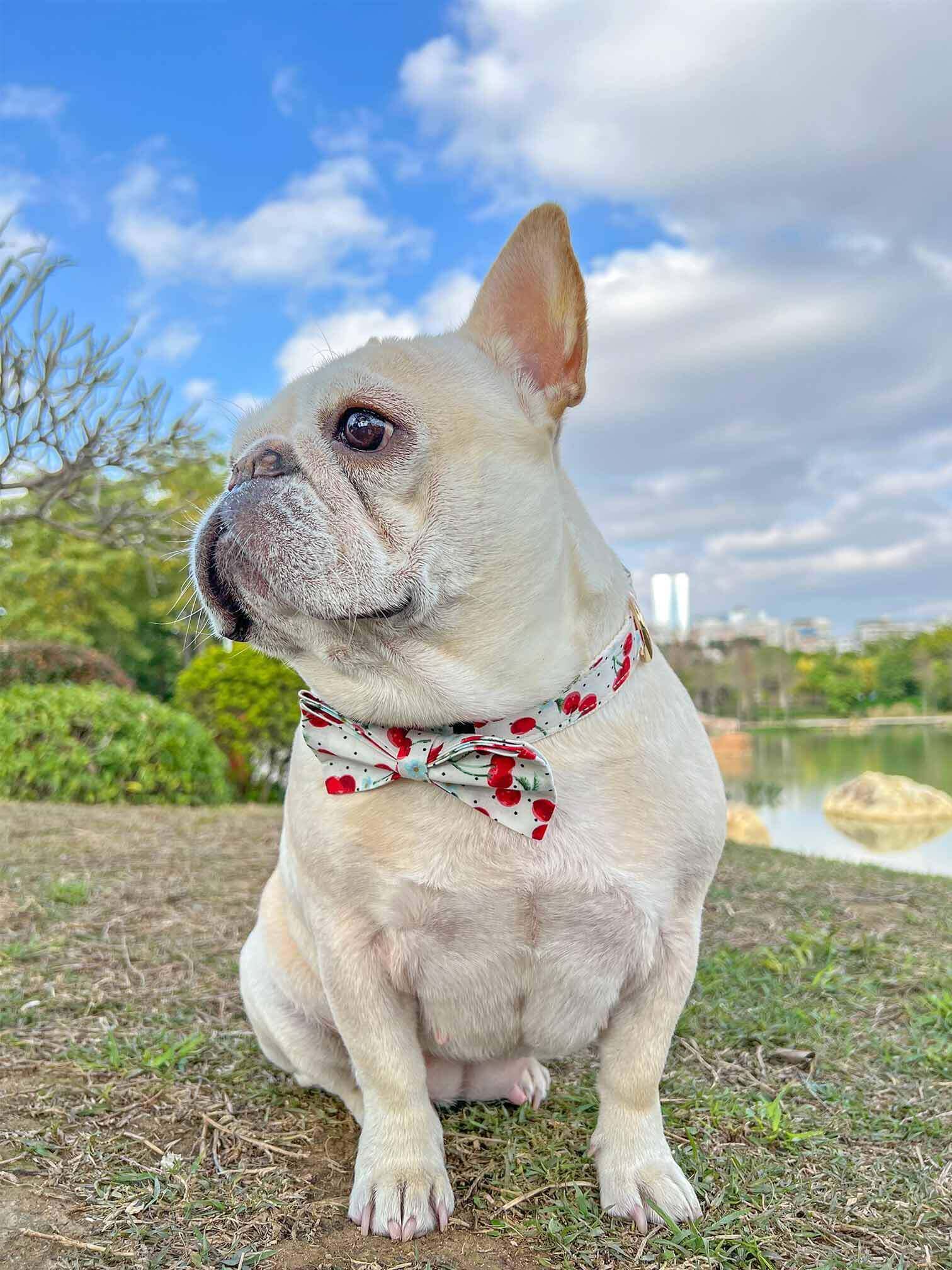 Dog Collar- Cherry - Frenchiely