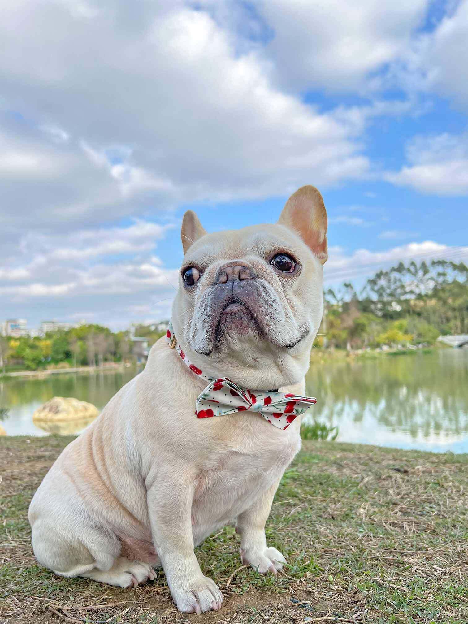 Dog Collar- Cherry - Frenchiely