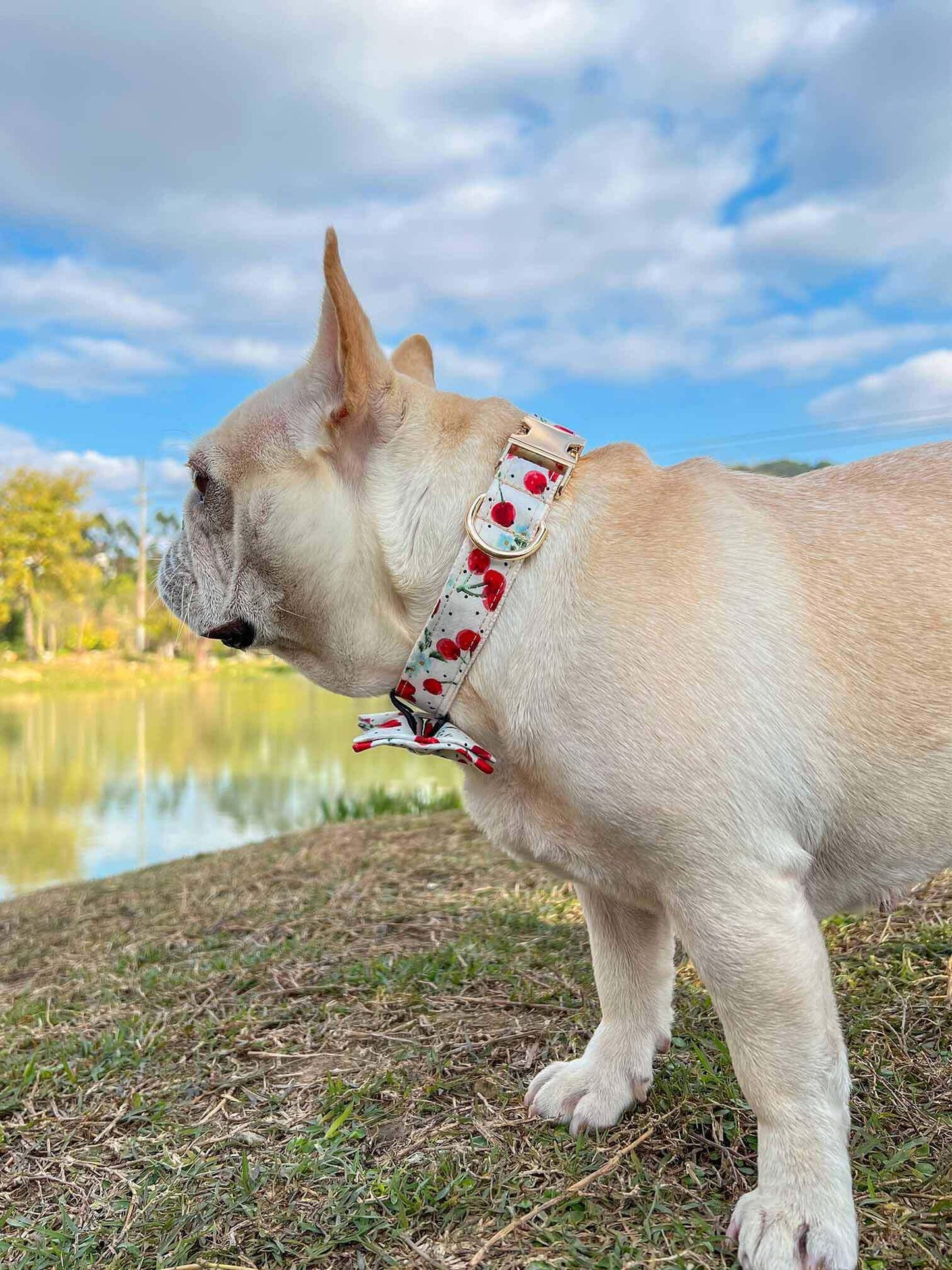 Dog Collar- Cherry - Frenchiely
