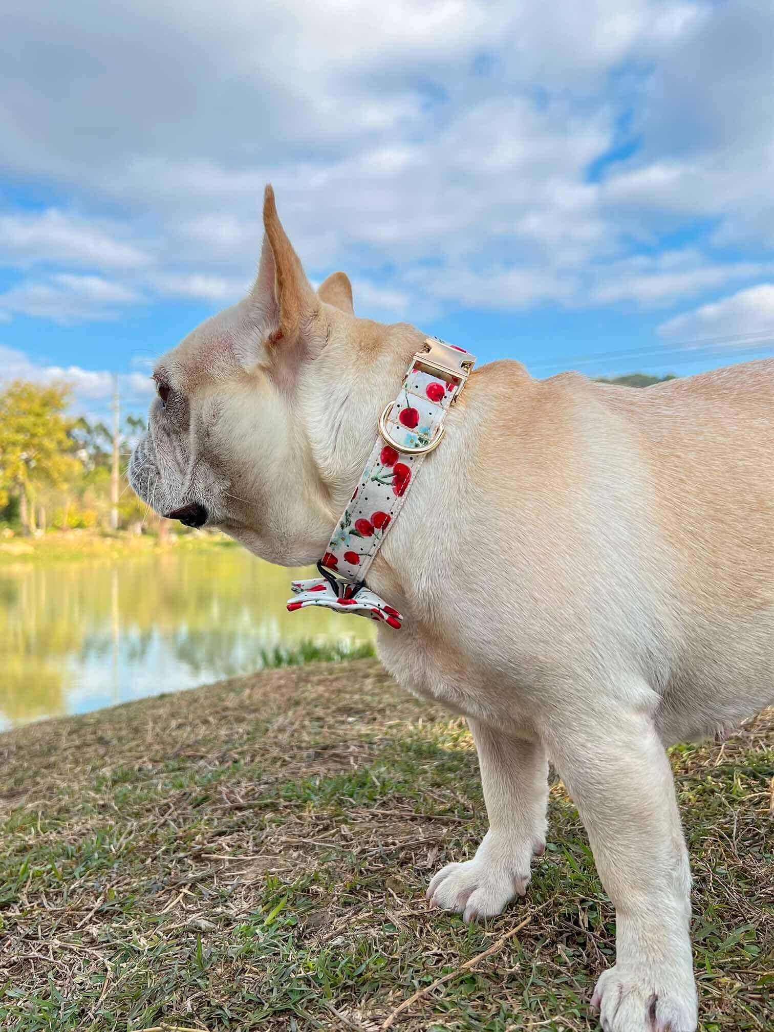 Dog Collar- Cherry - Frenchiely