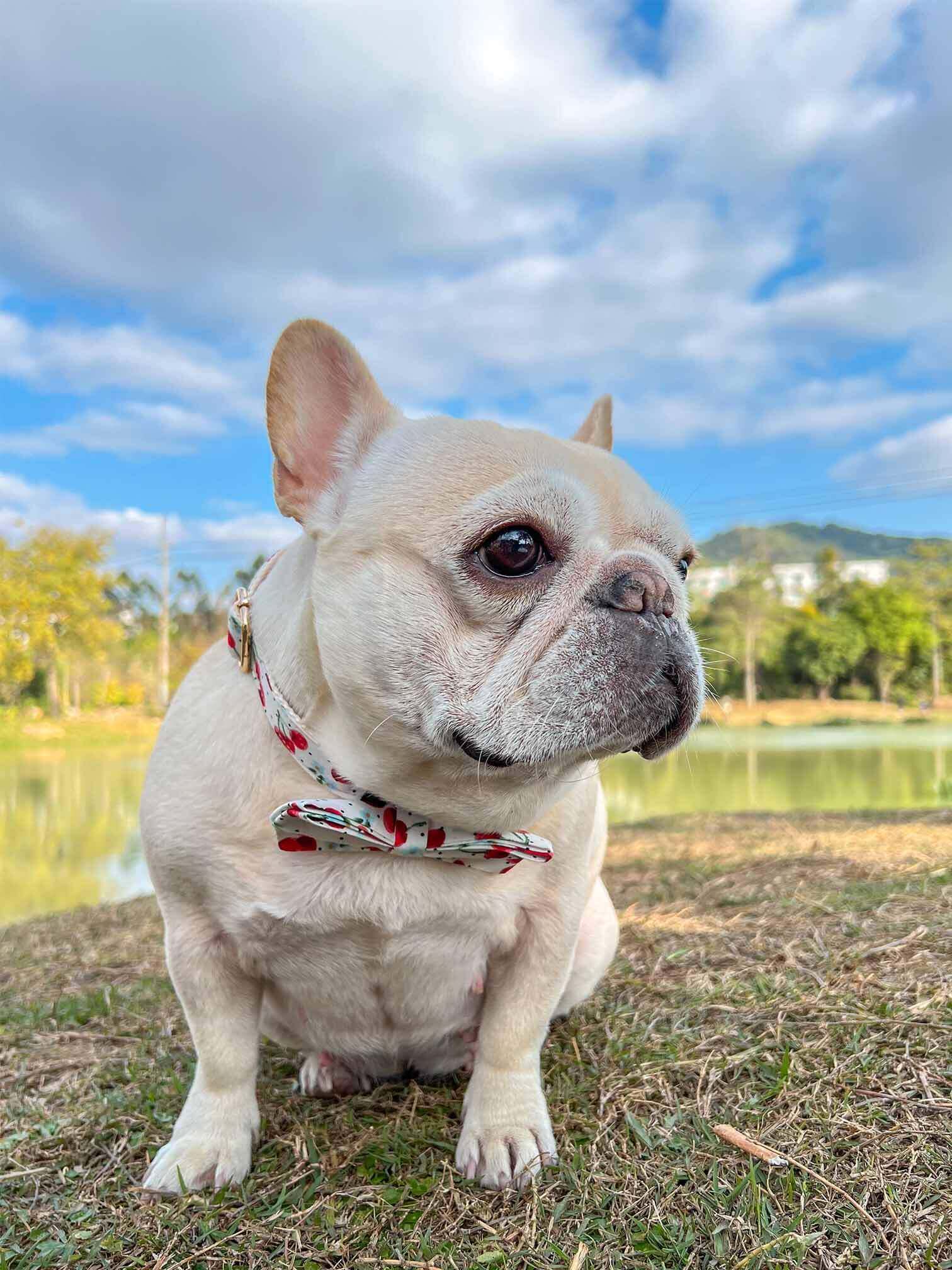 Dog Collar- Cherry - Frenchiely