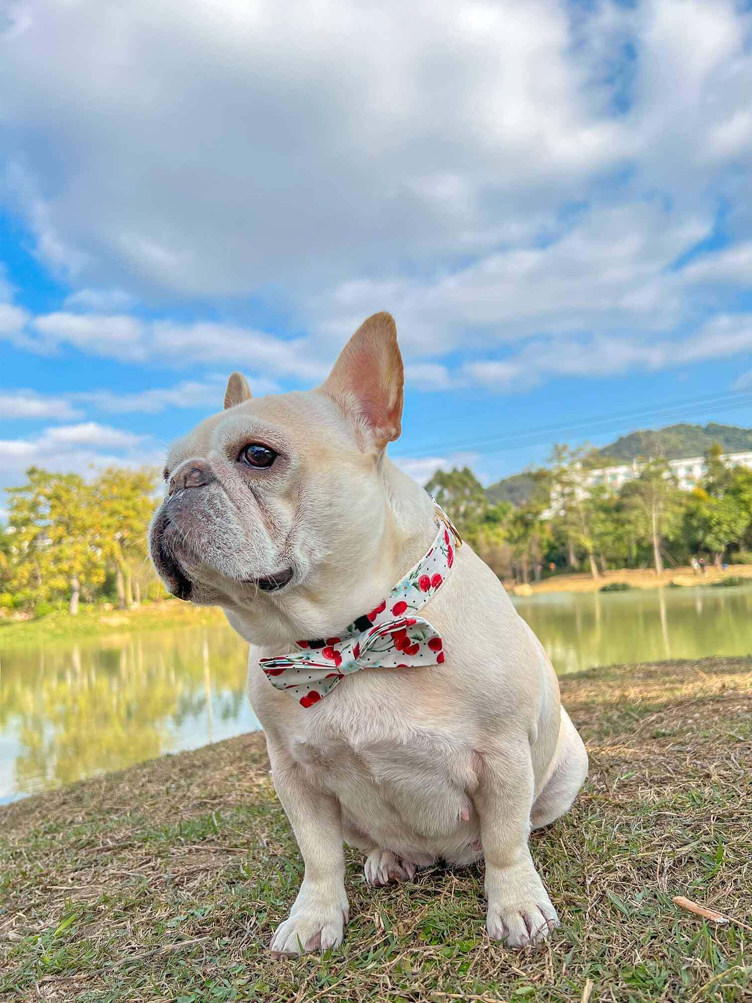 Dog Collar- Cherry - Frenchiely