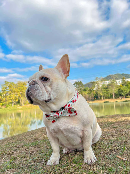 Dog Collar- Cherry - Frenchiely