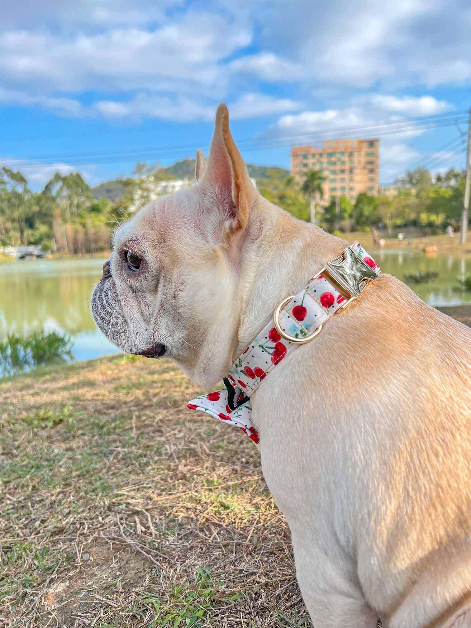 Dog Collar- Cherry - Frenchiely
