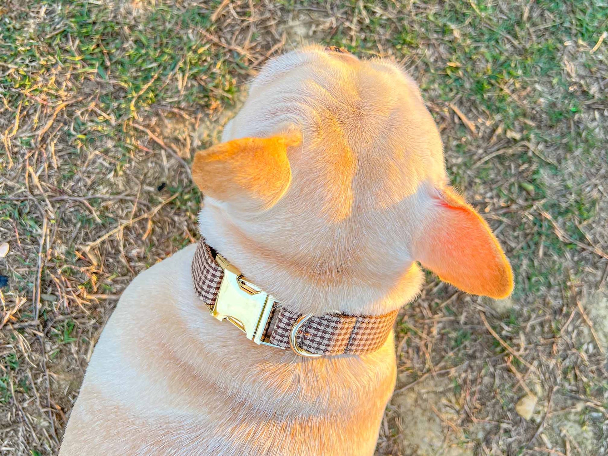 Dog Coffee Plaid Collar - Frenchiely