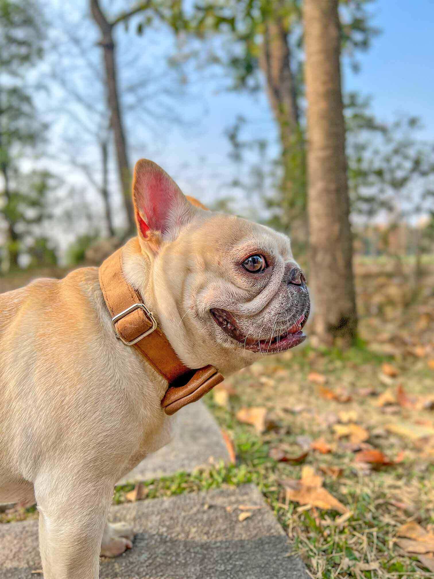 Dog Brown Leash Set - Frenchiely