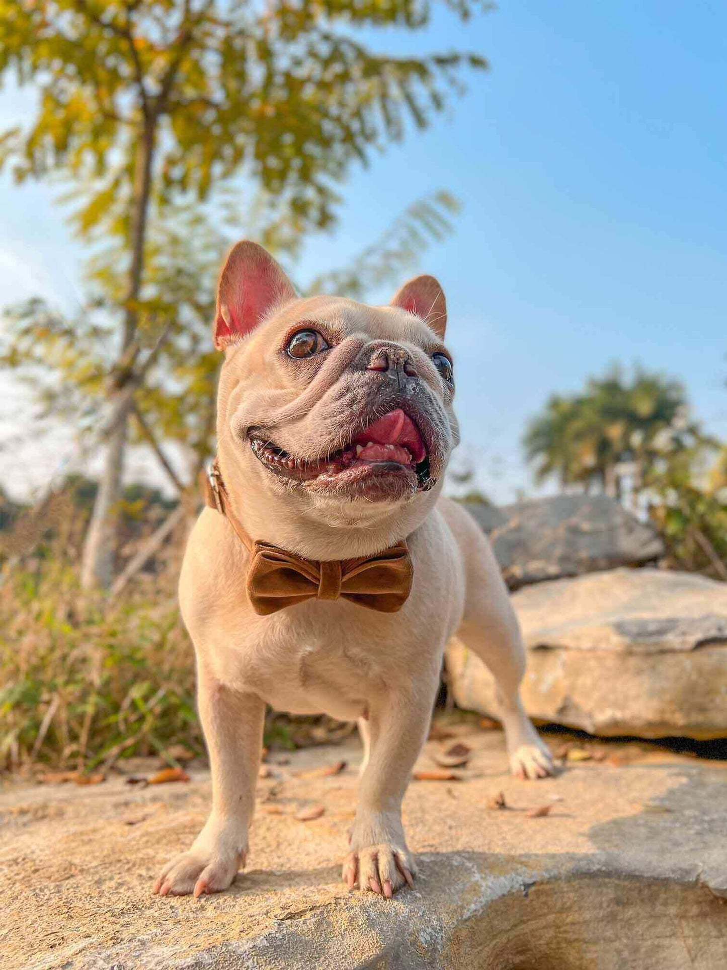 Dog Brown Leash Set - Frenchiely