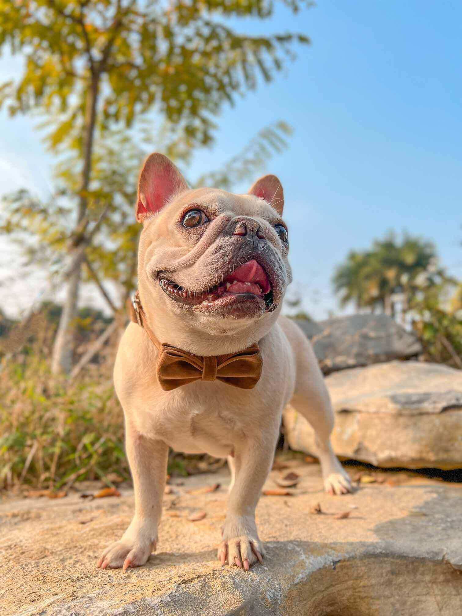 Dog Brown Leash Set - Frenchiely