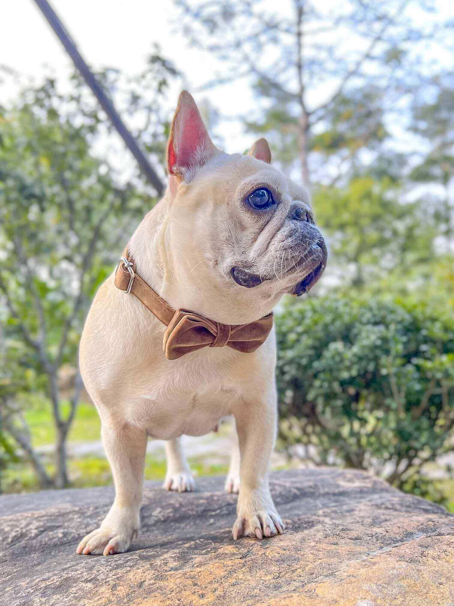 Dog Brown Leash Set - Frenchiely
