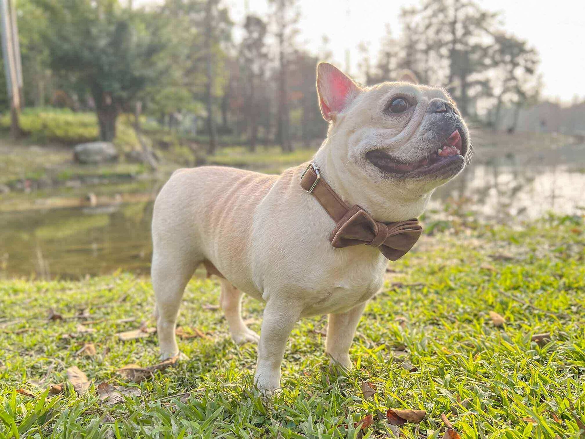 Dog Brown Leash Set - Frenchiely