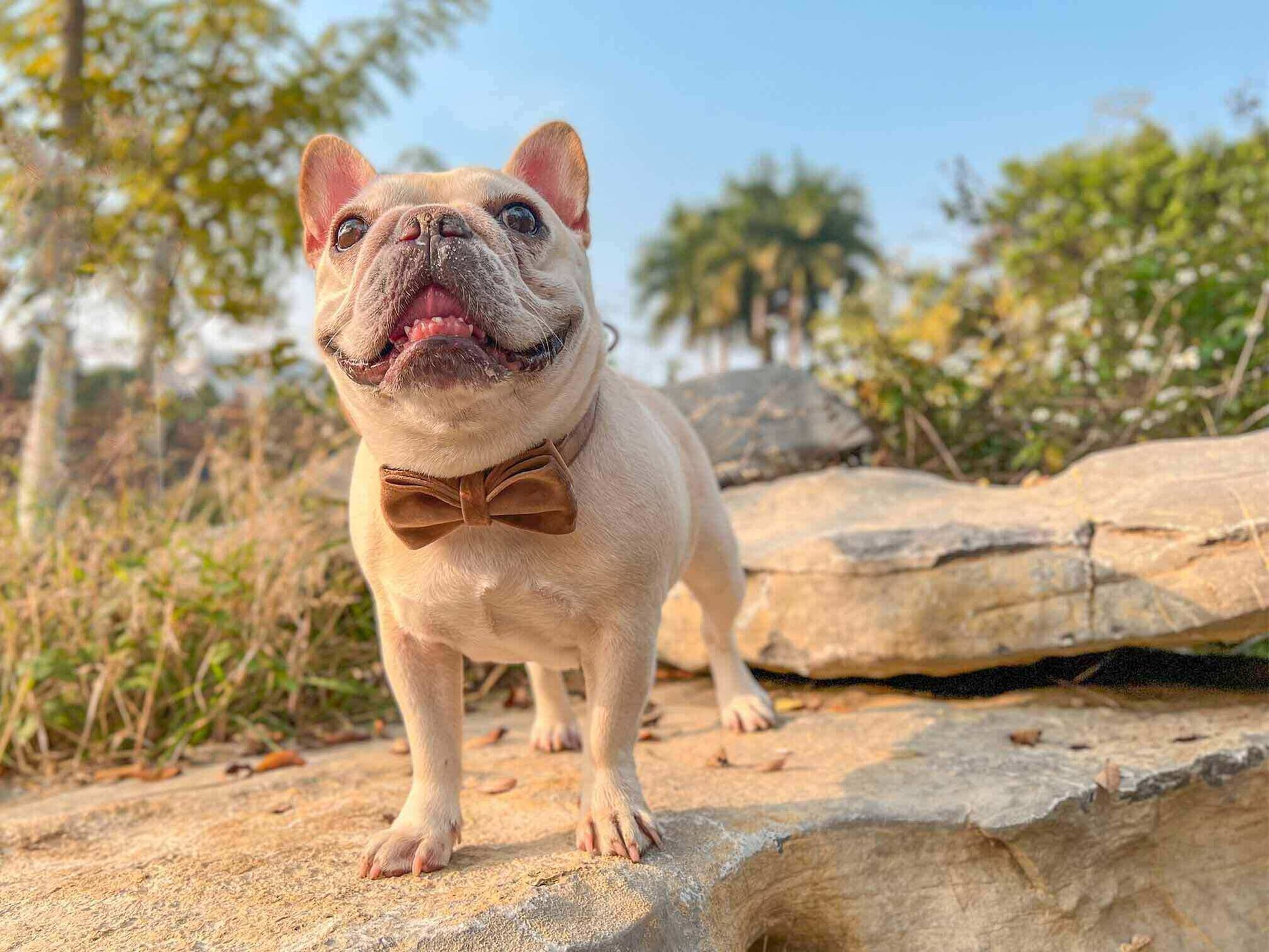 Dog Brown Leash Set - Frenchiely