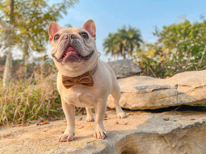 Dog Brown Leash Set - Frenchiely
