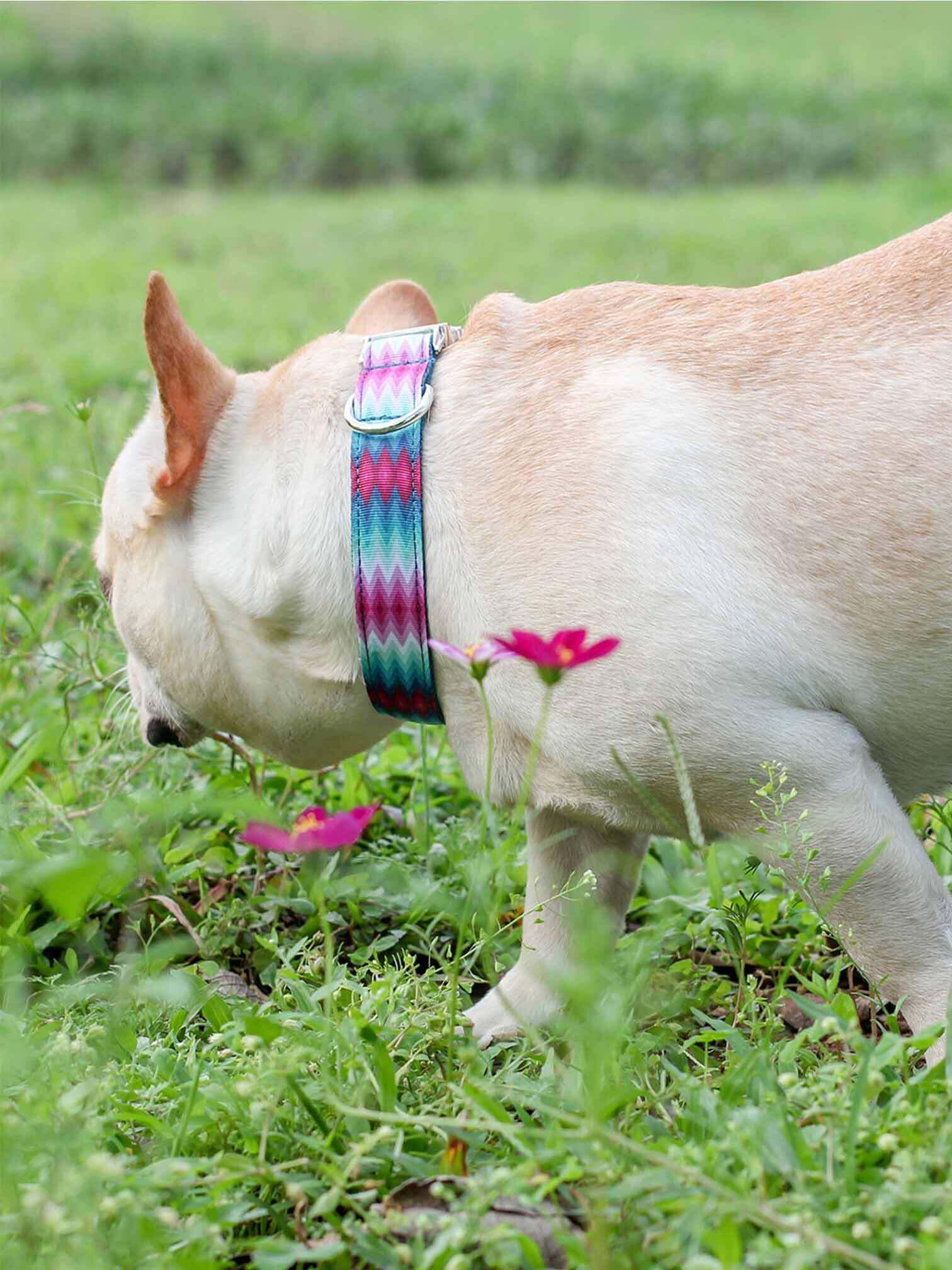 Dog Peacock Collar - Frenchiely