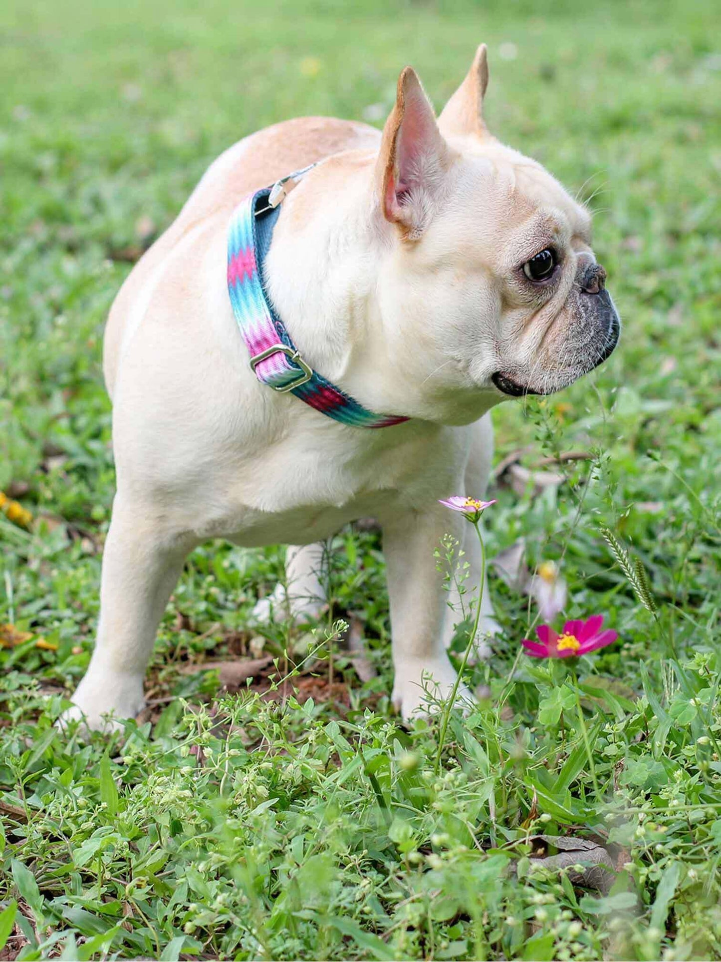 Dog Peacock Collar - Frenchiely