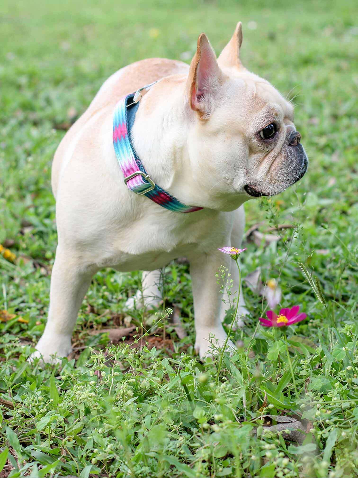 Dog Peacock Collar - Frenchiely