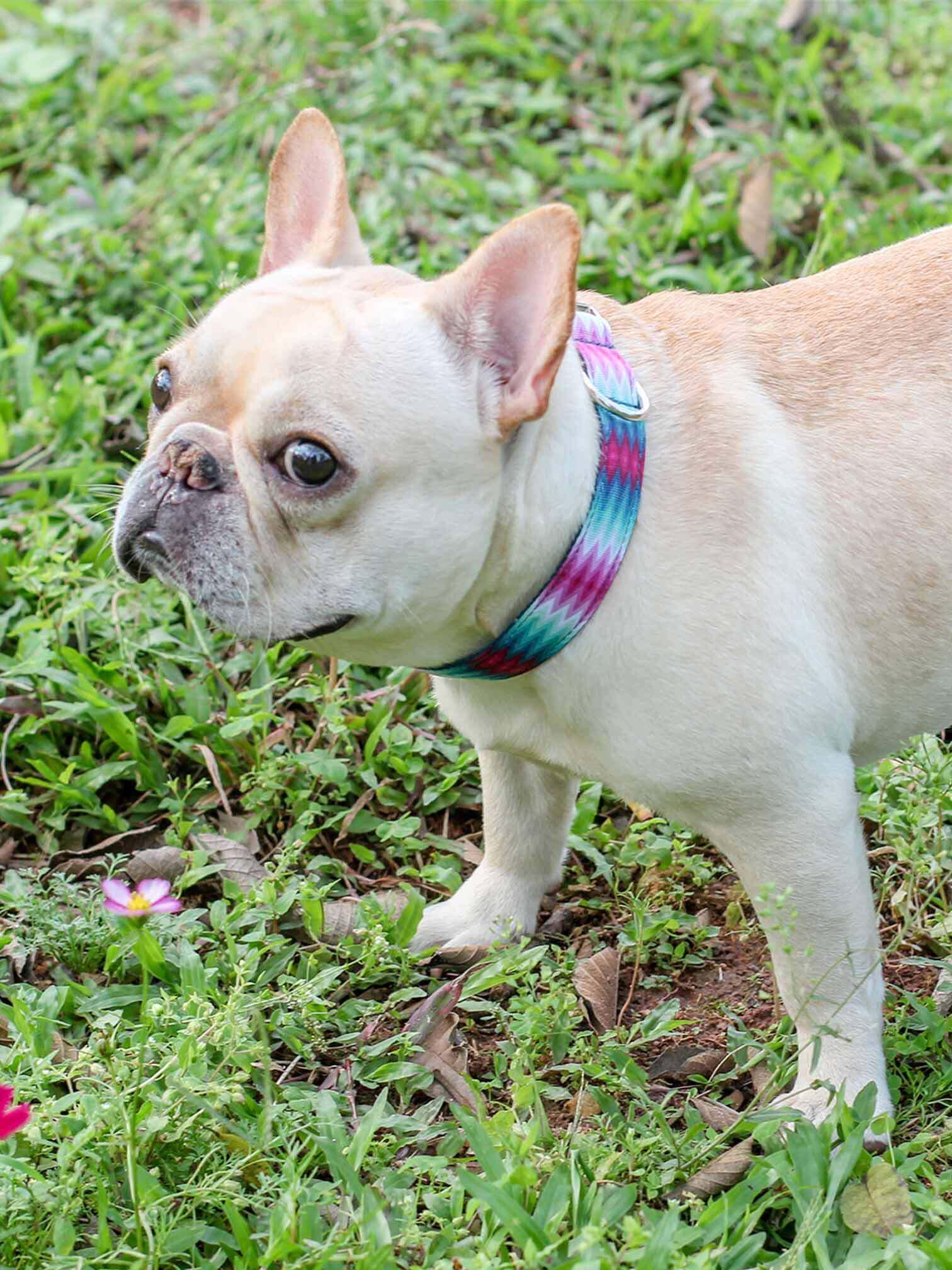 Dog Peacock Collar - Frenchiely