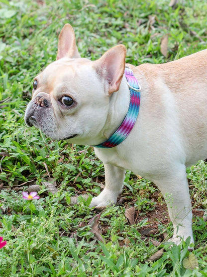 Dog Peacock Collar - Frenchiely