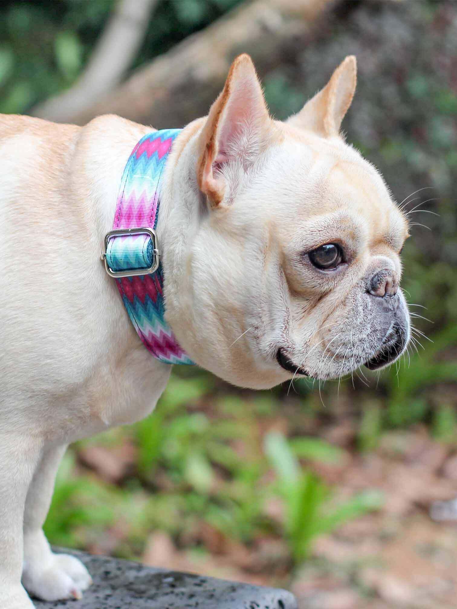 Dog Peacock Collar - Frenchiely