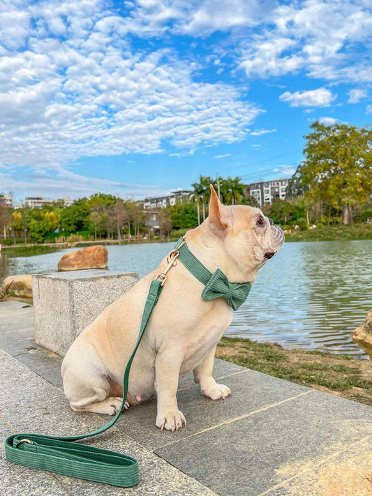 Dog Dark Green Leash Set - Frenchiely